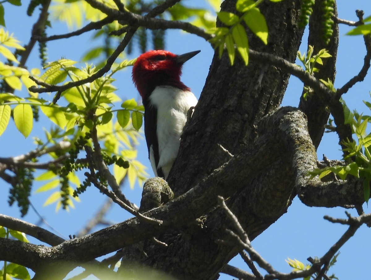 Red-headed Woodpecker - ML635541680