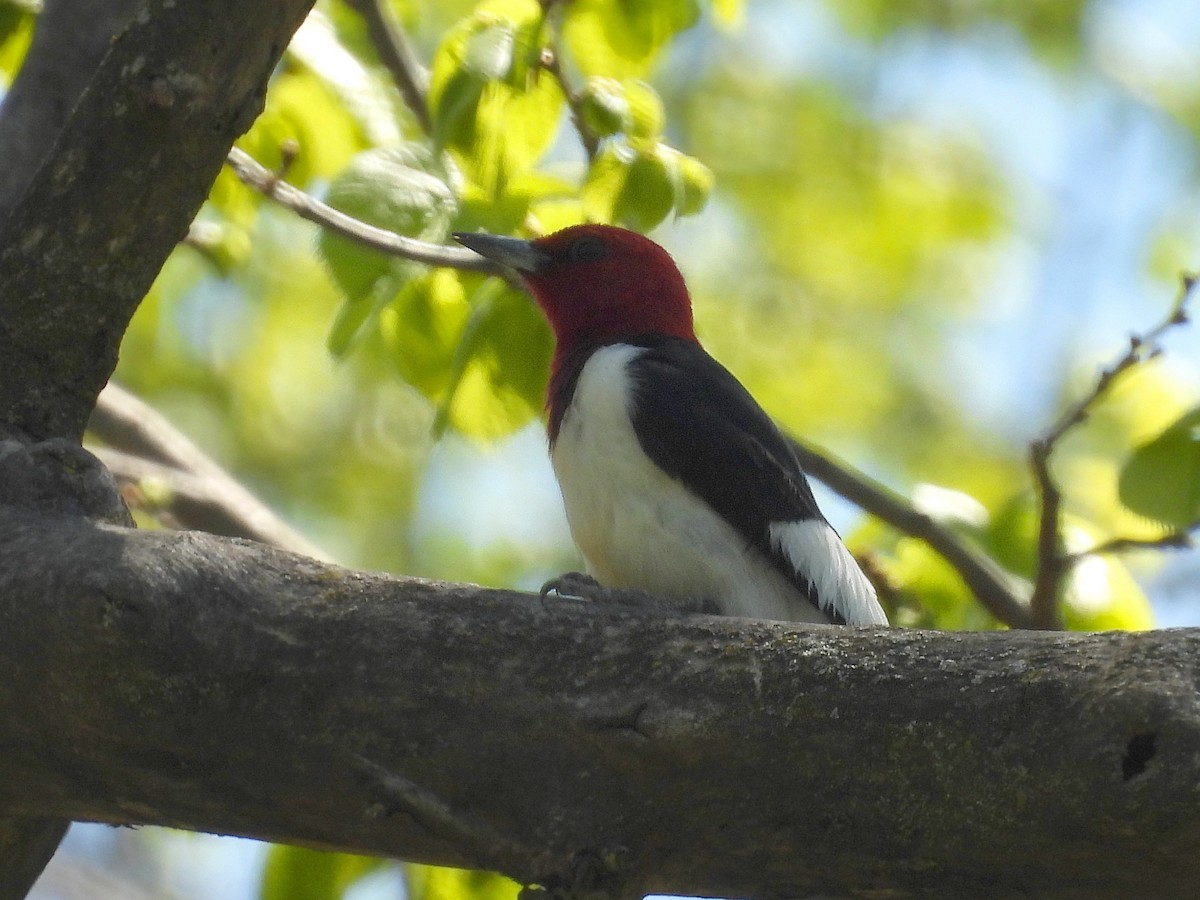 Red-headed Woodpecker - ML635541689