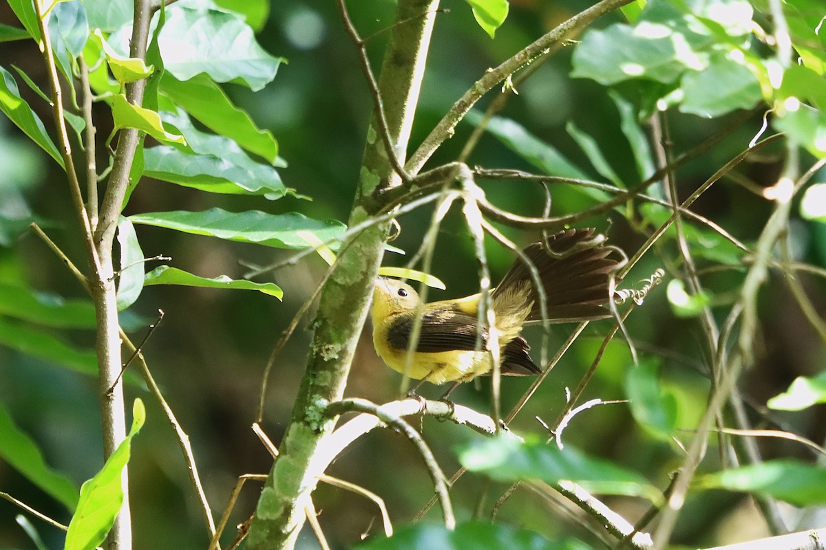 Black-tailed Flycatcher - ML635541711