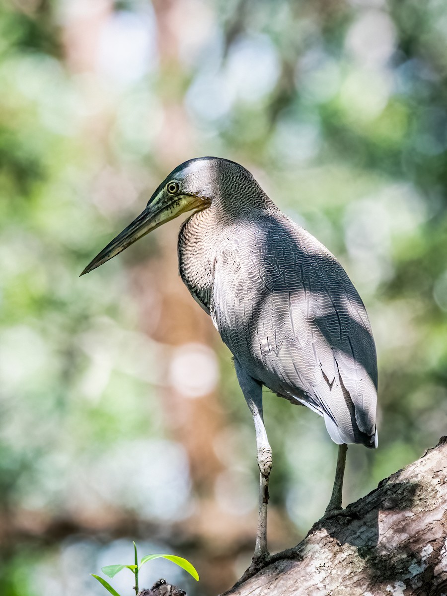 Bare-throated Tiger-Heron - ML635541806