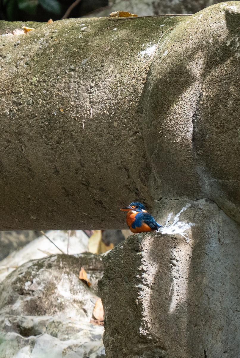 Indigo-banded Kingfisher - ML635541825