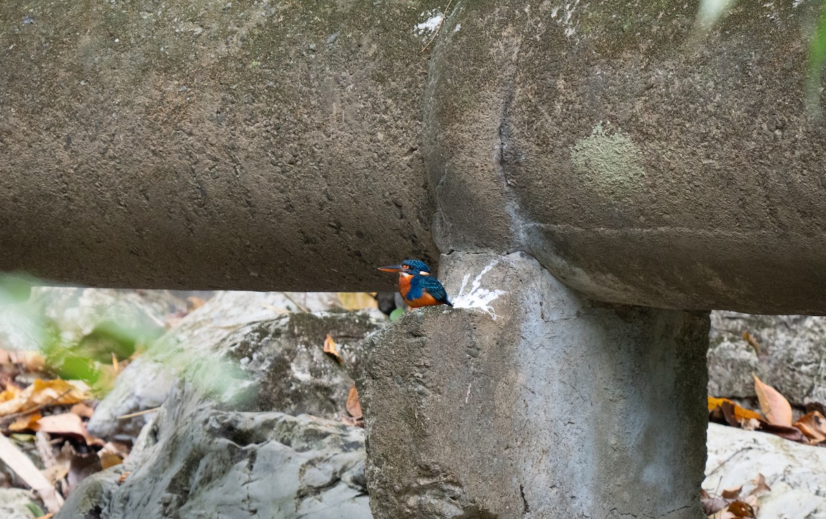 Indigo-banded Kingfisher - ML635541826