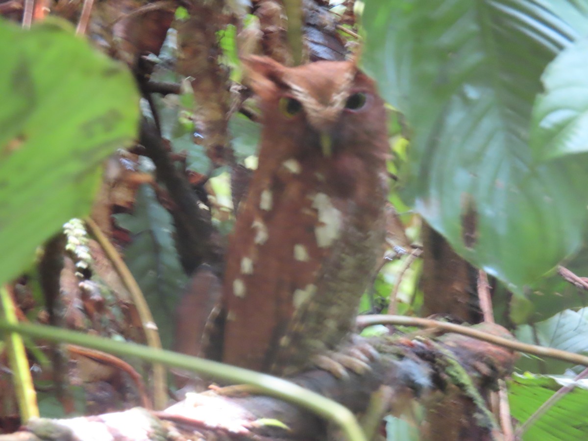 Choco Screech-Owl - ML635541851