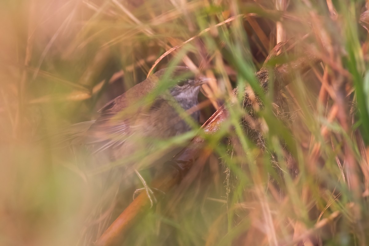 West Himalayan Bush Warbler - ML635541863