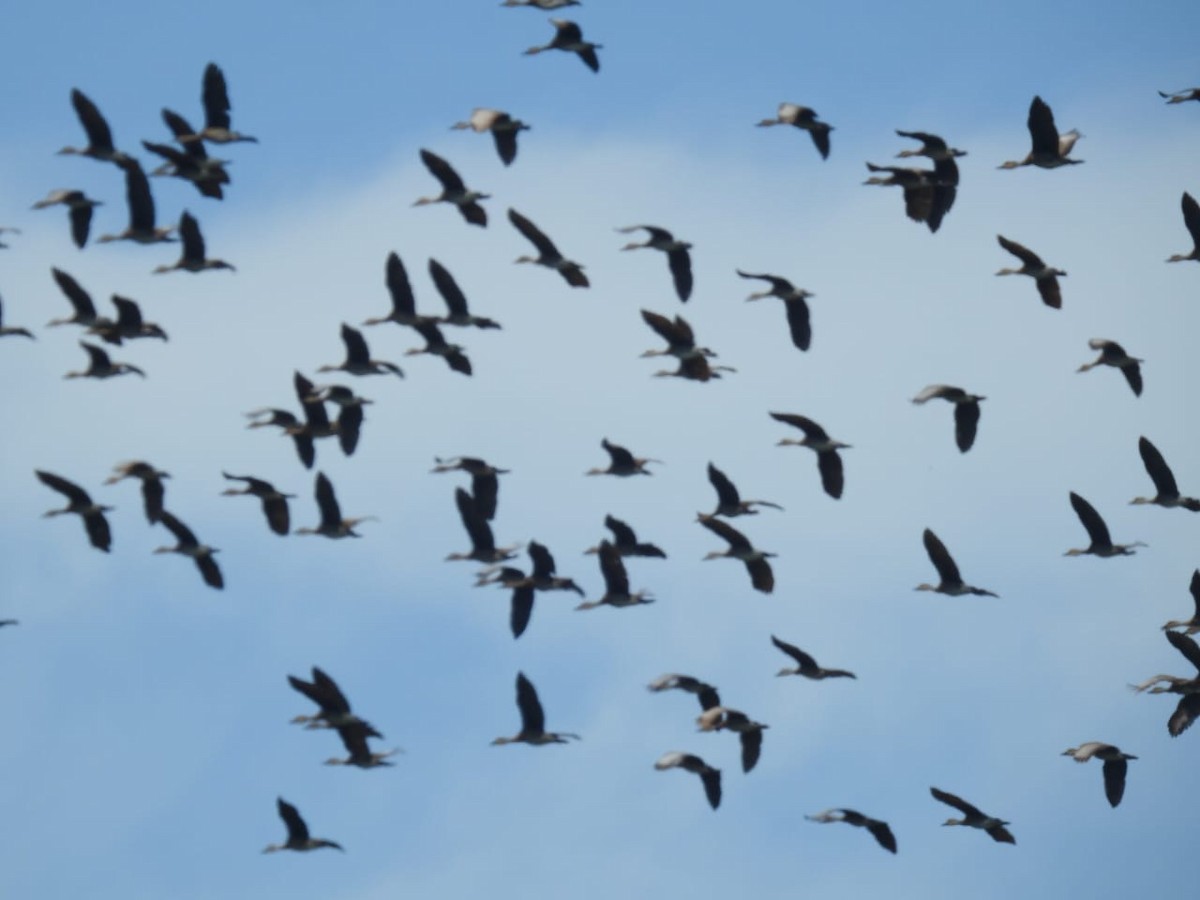 West Indian Whistling-Duck - ML635541897