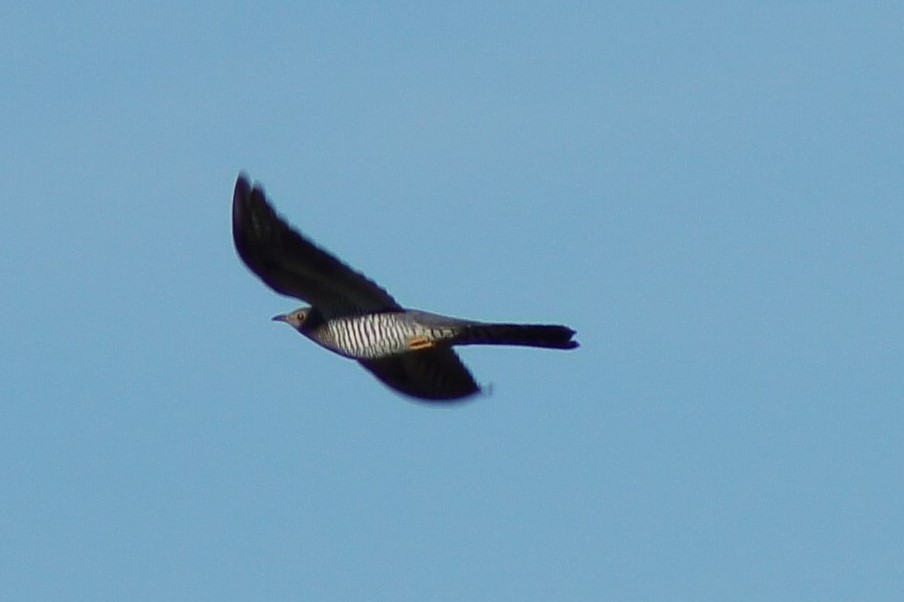 Common Cuckoo - ML635541938