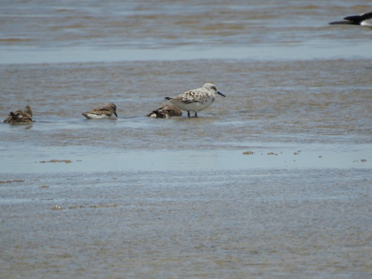 Sanderling - ML635541947