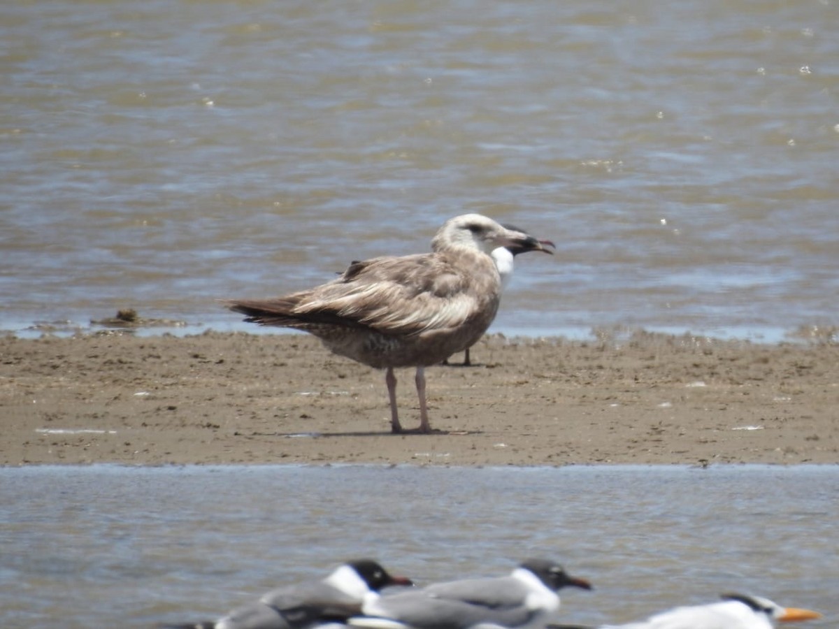 American Herring Gull - ML635542025