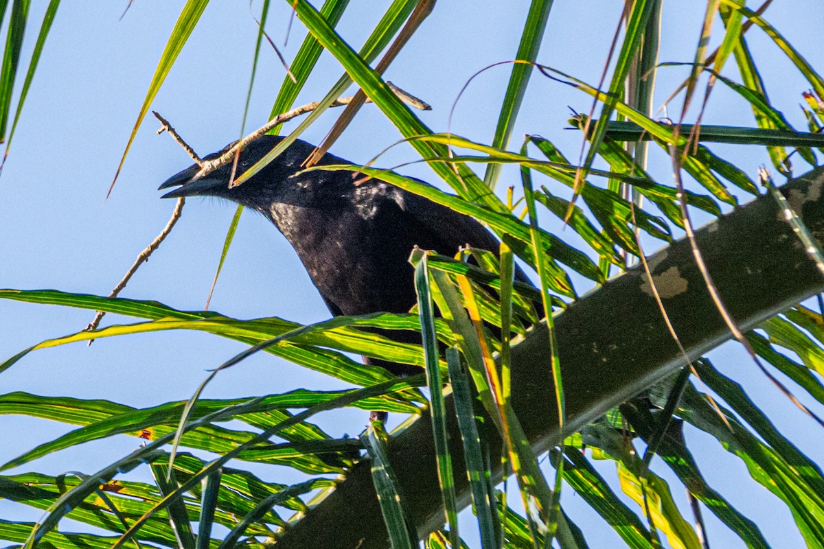 Cuban Palm-Crow - ML635542050