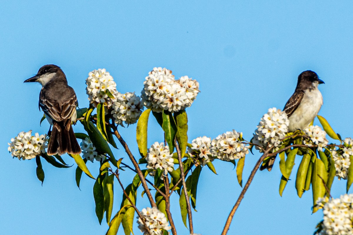 Giant Kingbird - ML635542087