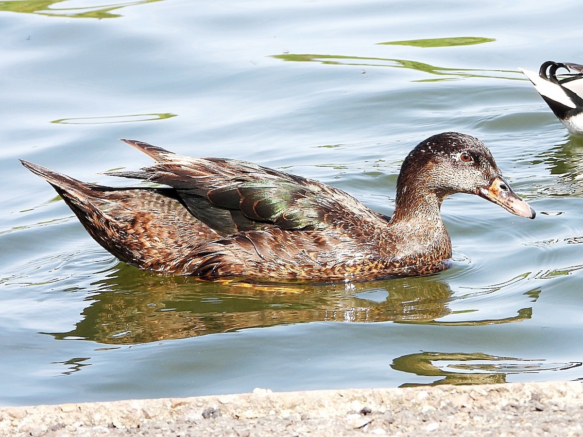 Anatra germanata - ML635542110