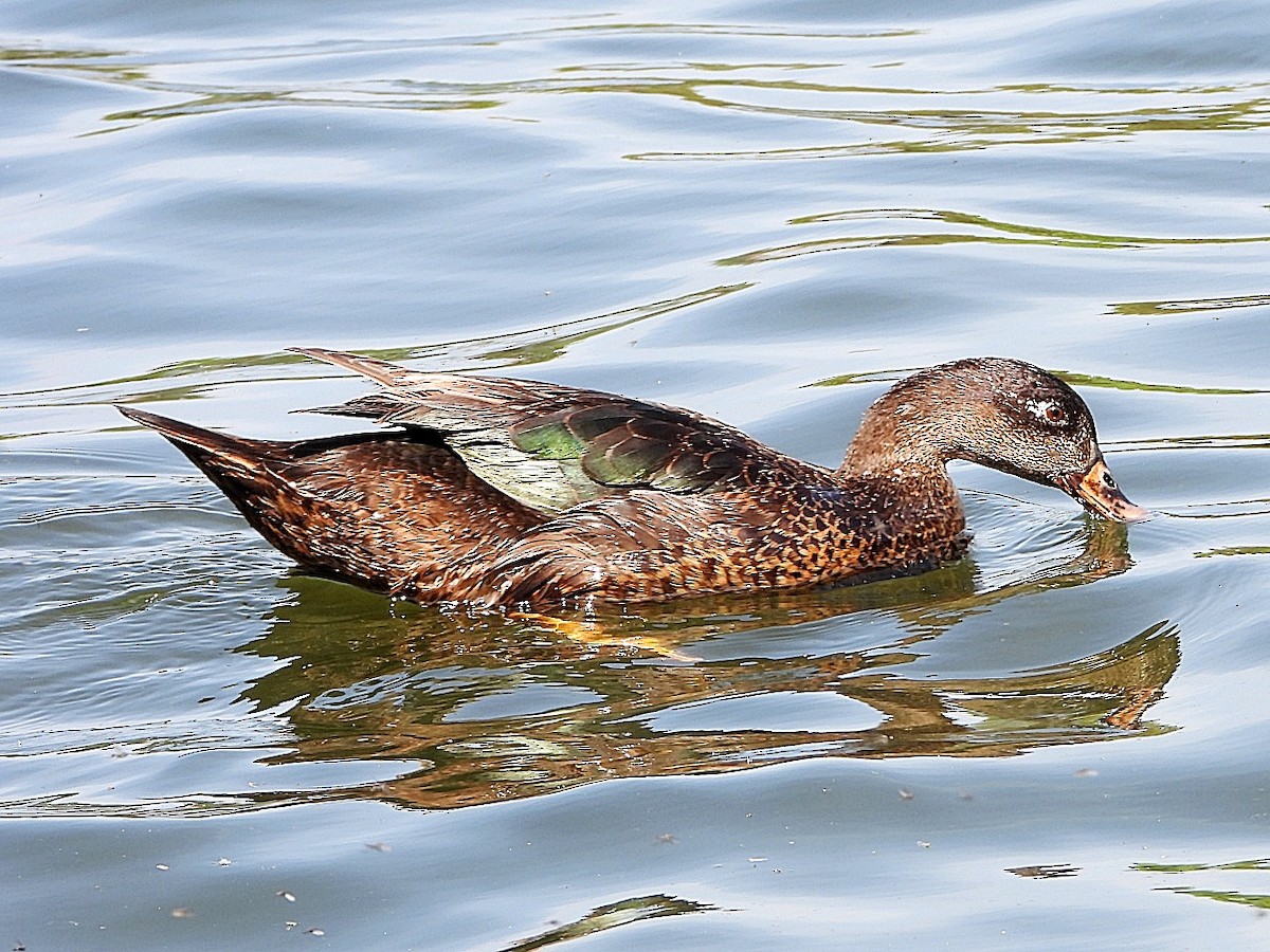 Anatra germanata - ML635542111