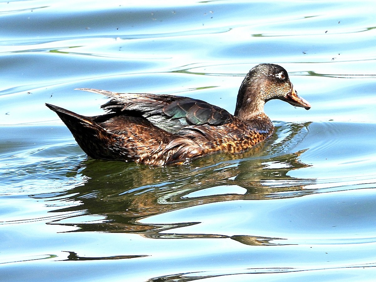 Anatra germanata - ML635542112