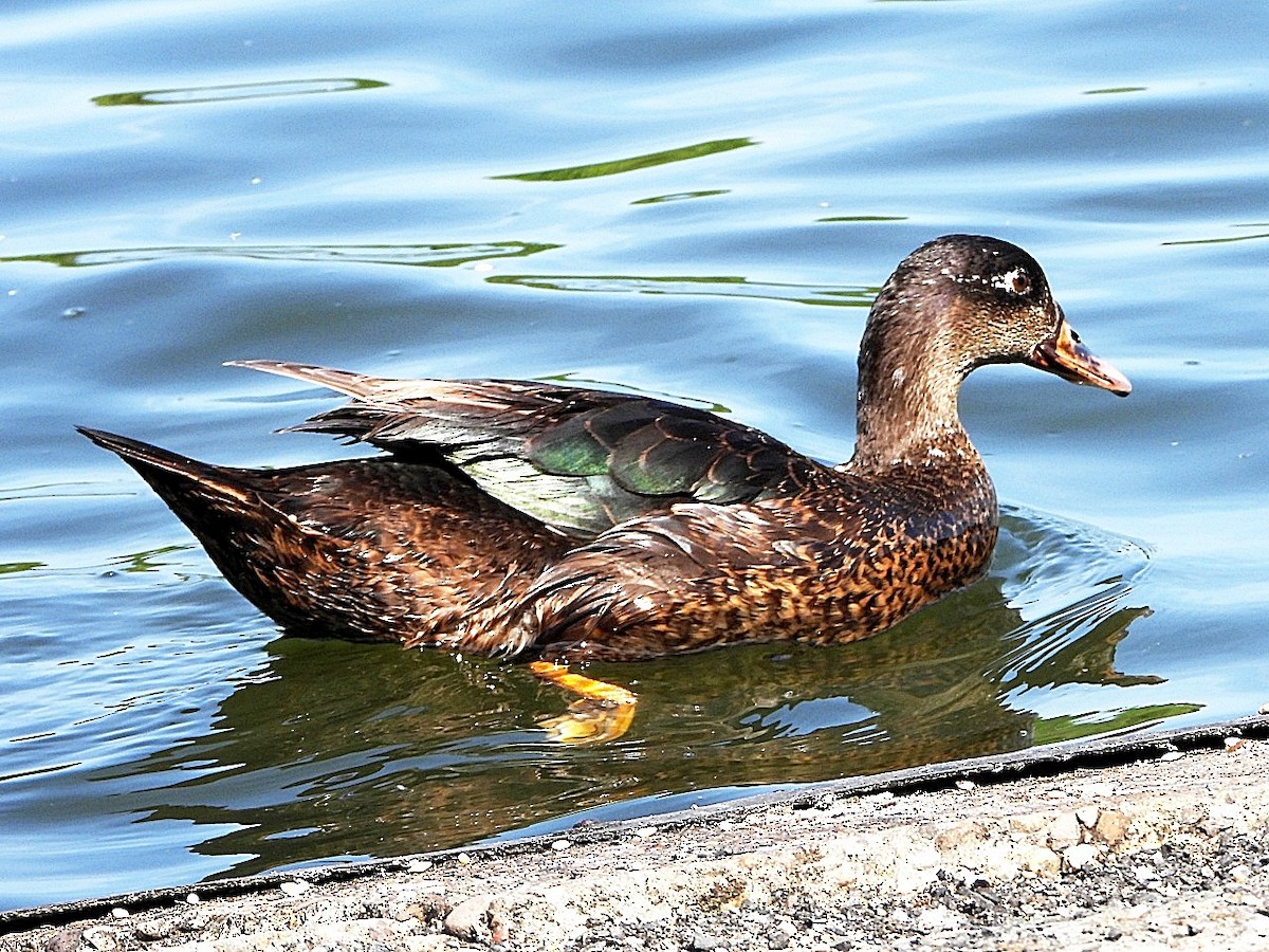 Anatra germanata - ML635542113