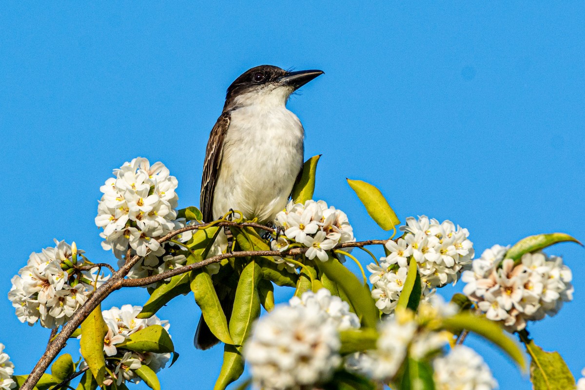 Giant Kingbird - ML635542118