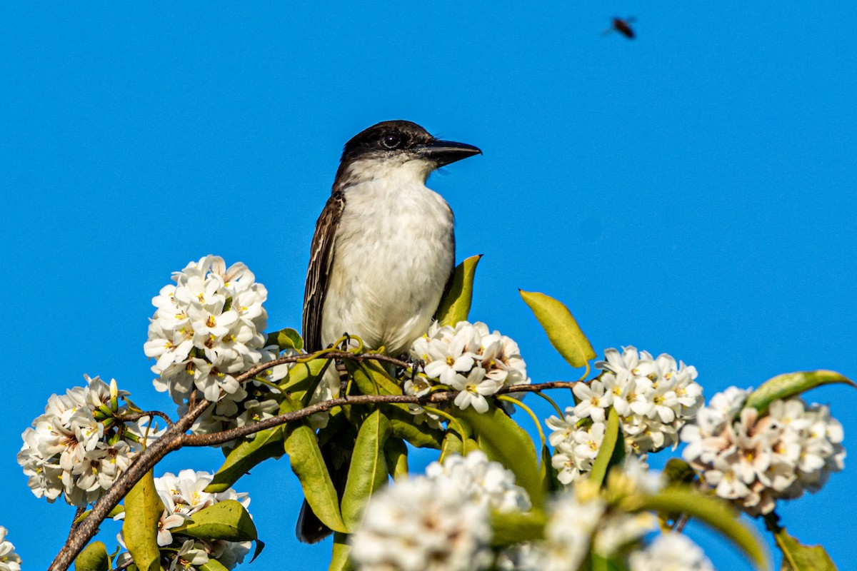 Giant Kingbird - ML635542134