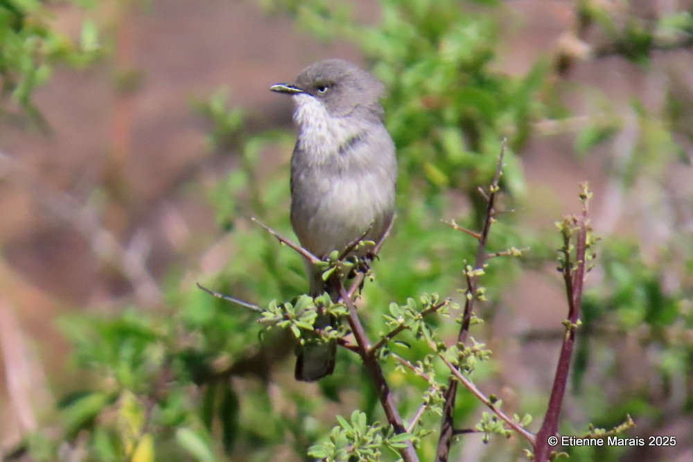 Layard's Warbler - ML635542154