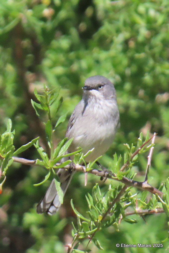 Layard's Warbler - ML635542155