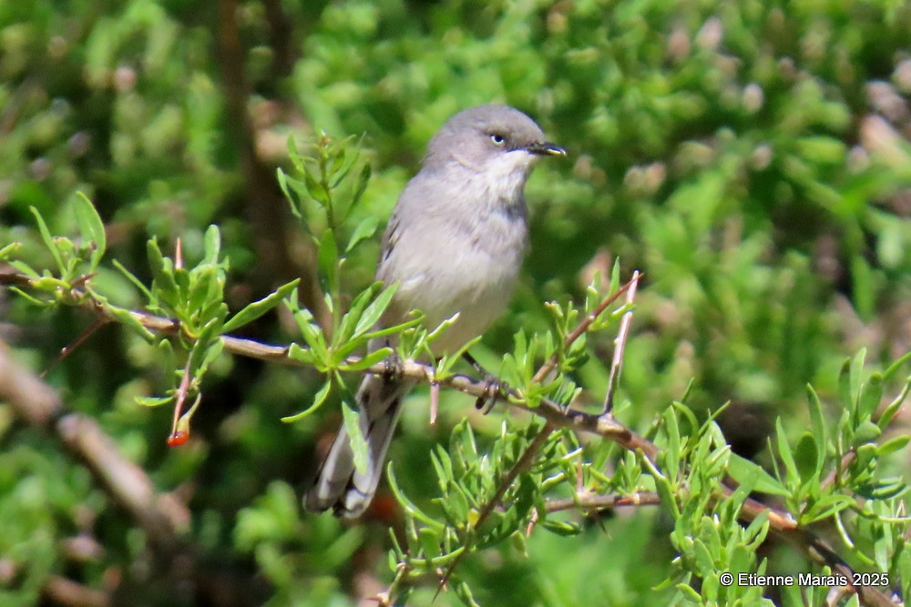 Layard's Warbler - ML635542156