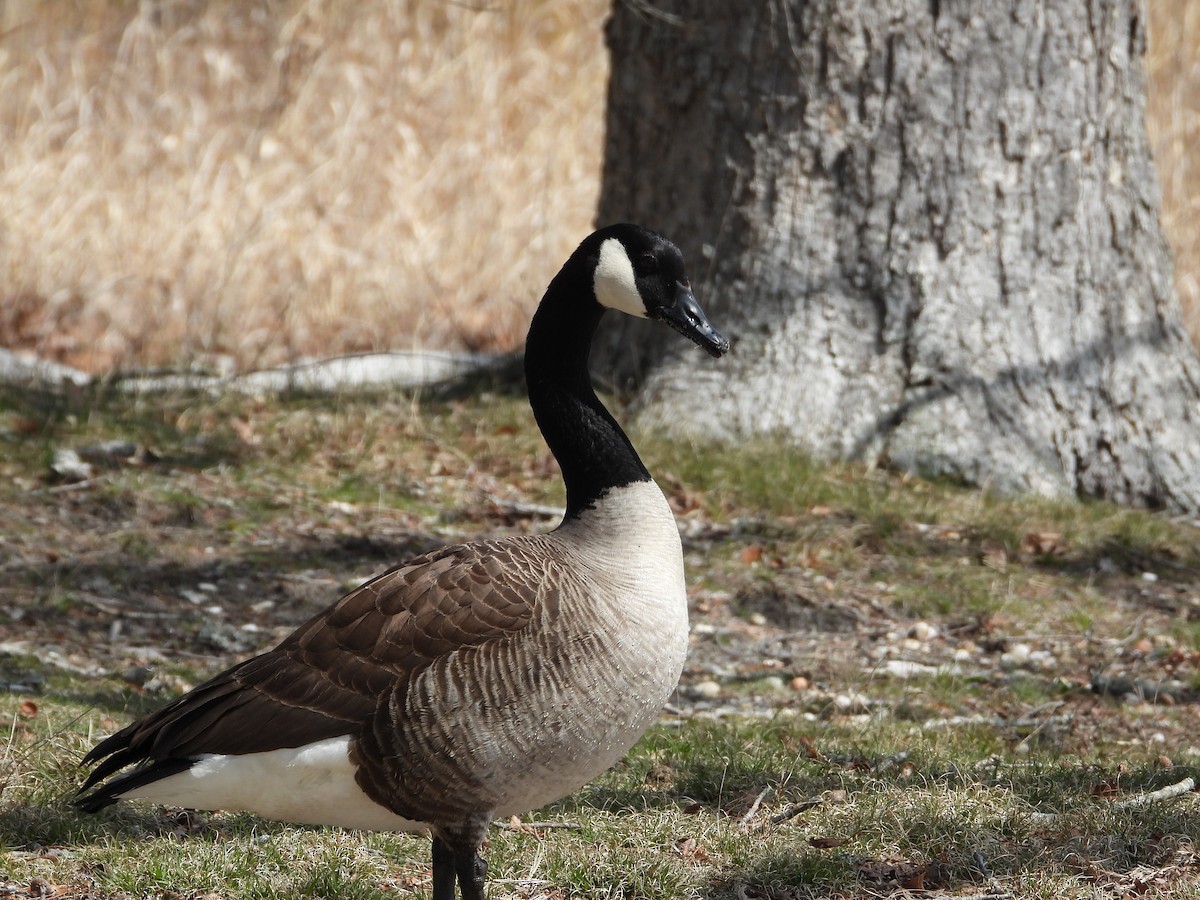 Canada Goose - ML635542220