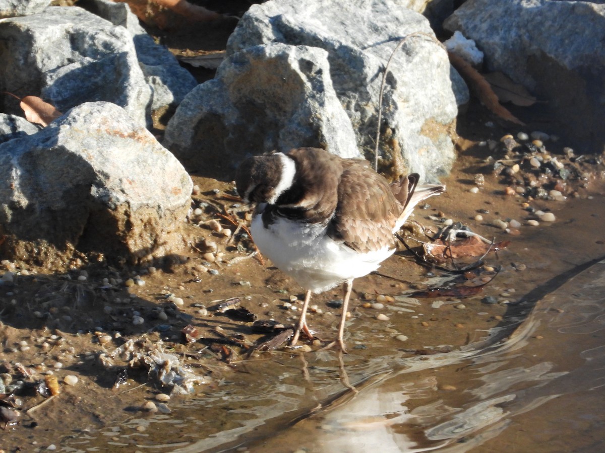 Killdeer - ML635542277