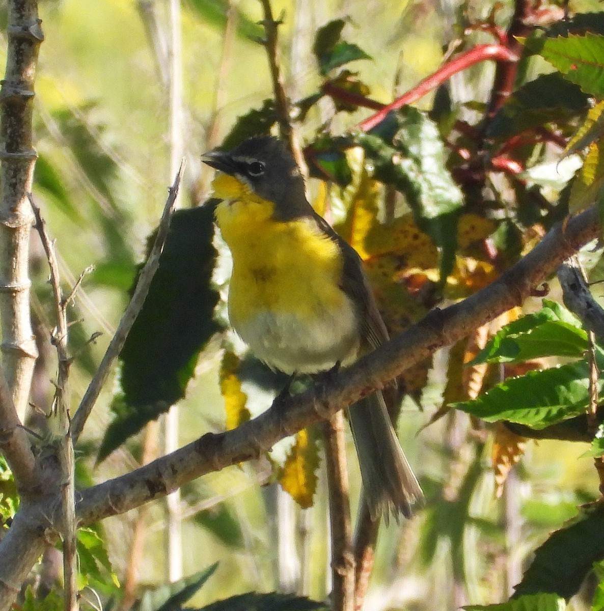Yellow-breasted Chat - ML635542346