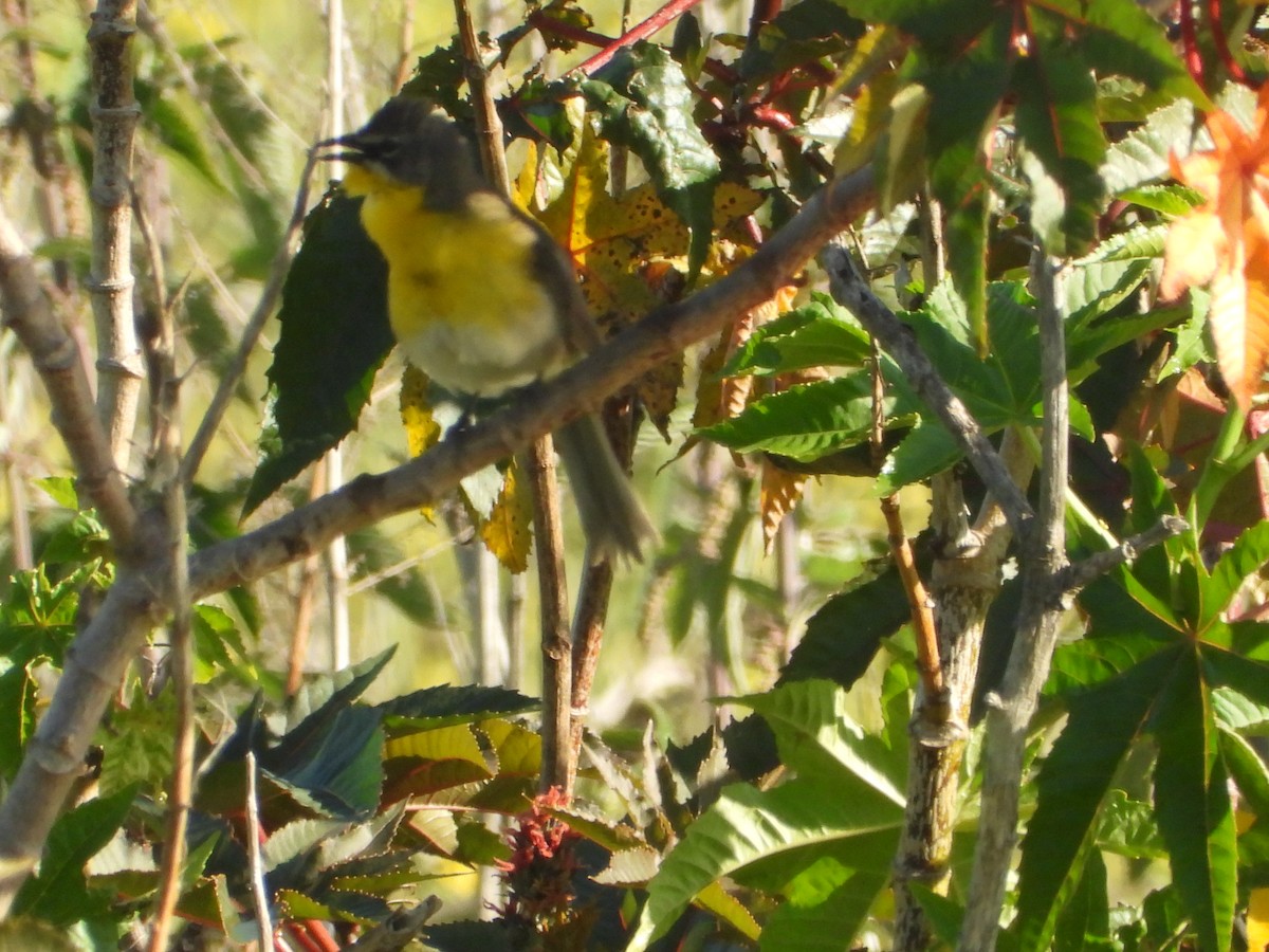 Yellow-breasted Chat - ML635542347