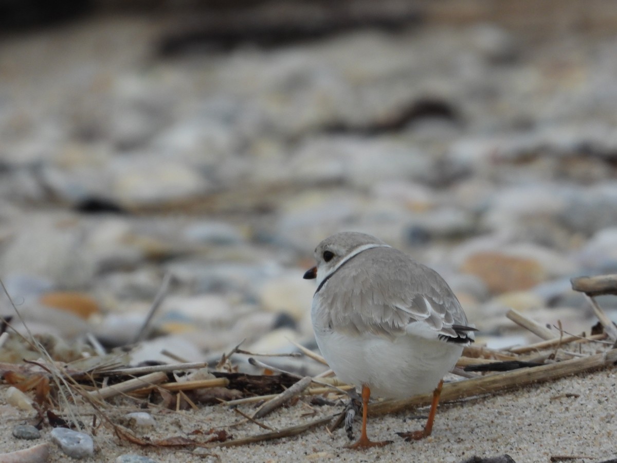Piping Plover - ML635542351