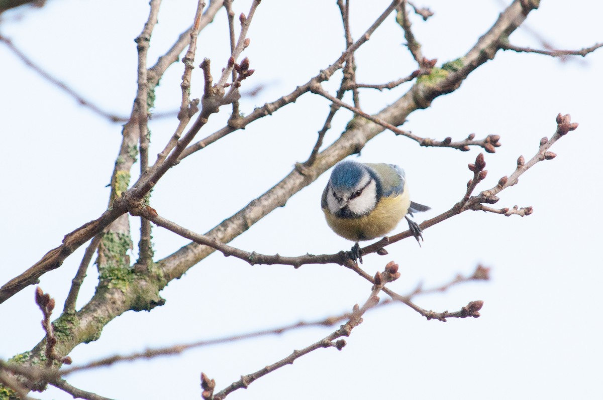 Eurasian Blue Tit - ML635542362