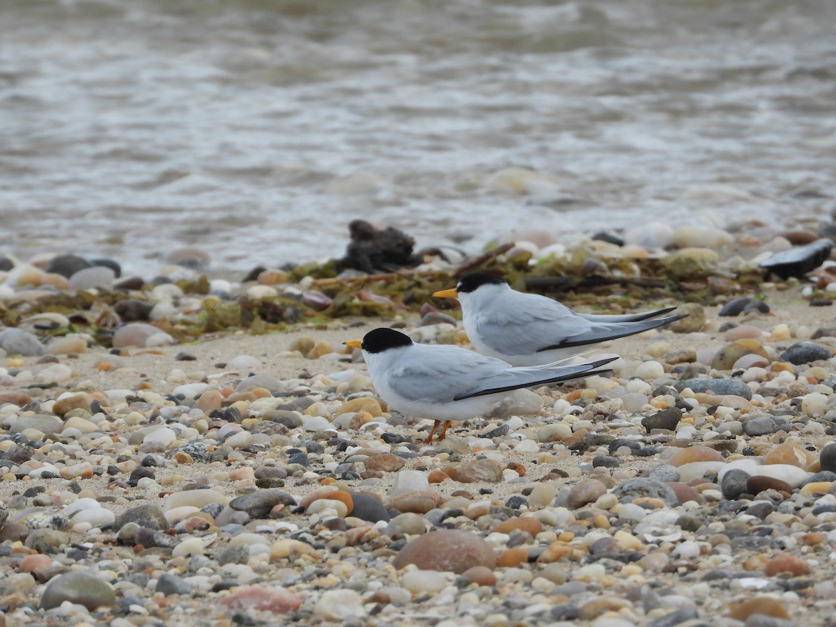 Least Tern - ML635542369