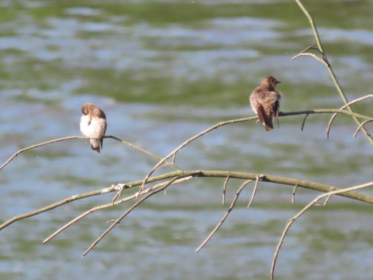 Northern Rough-winged Swallow - ML635542394
