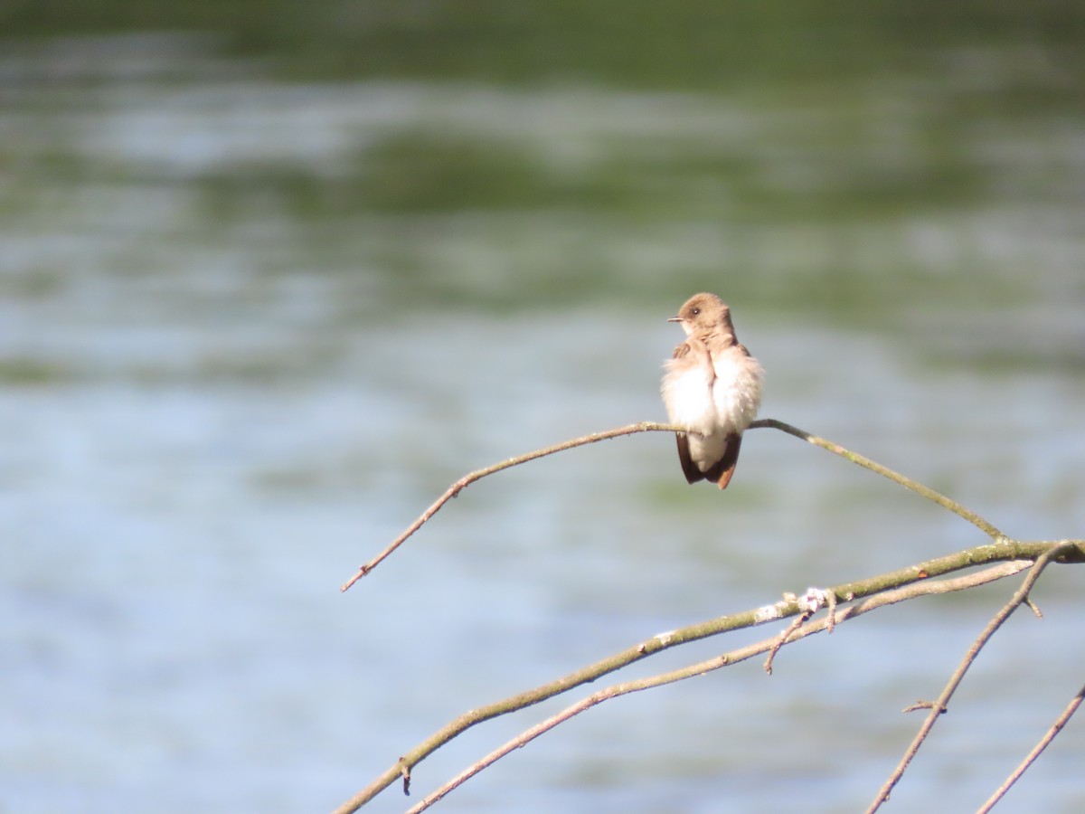 Northern Rough-winged Swallow - ML635542405