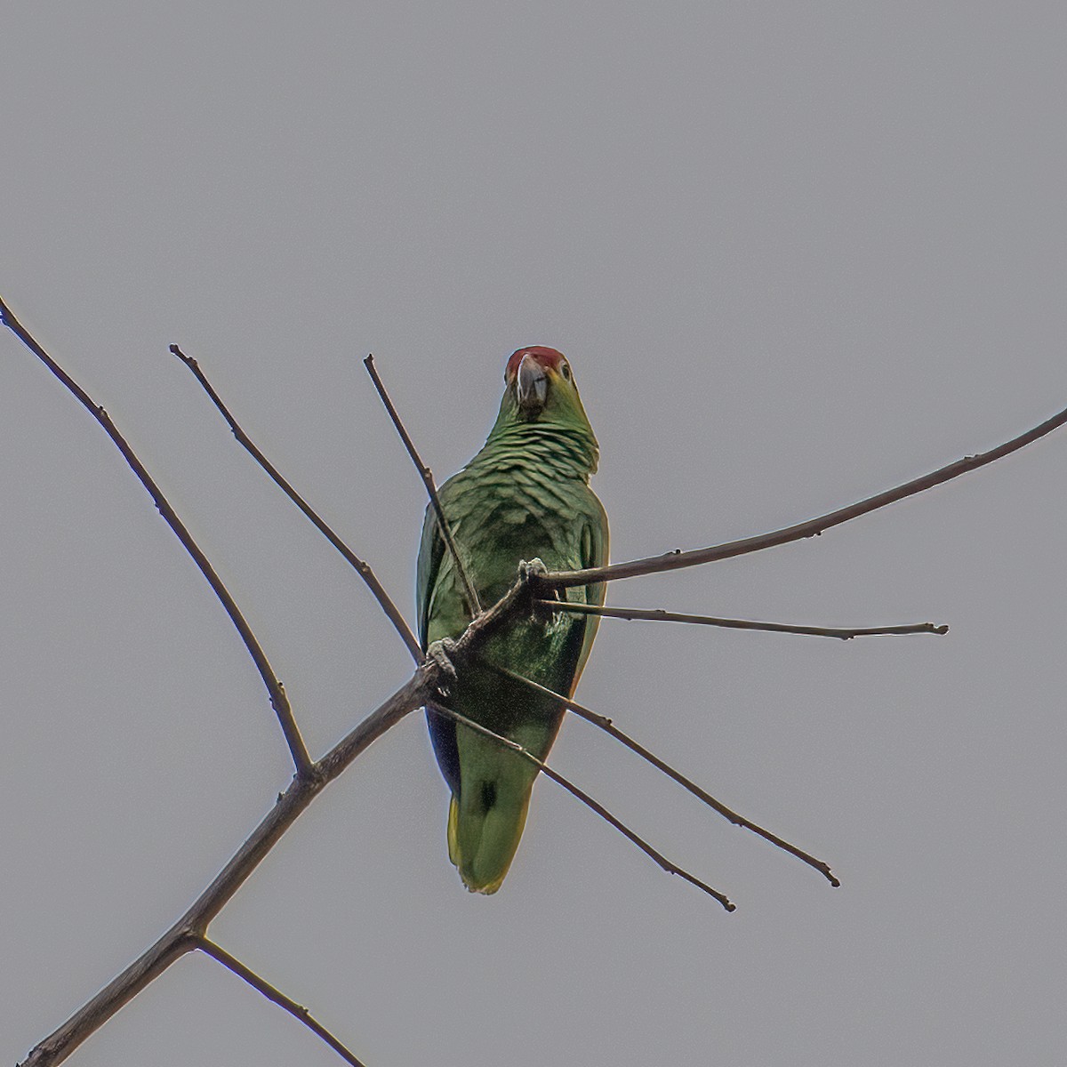 Red-lored Amazon - ML635542471