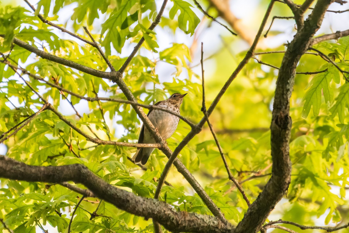 Swainson's Thrush - ML635542501