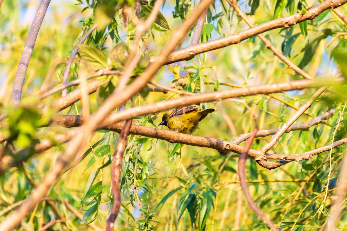 Orchard Oriole - ML635542514