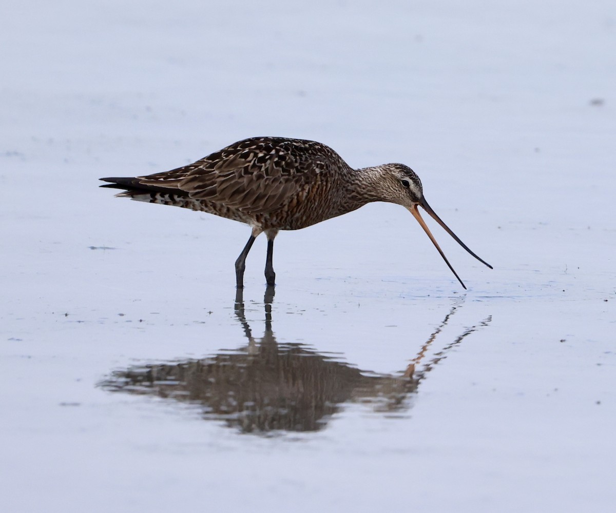 Hudsonian Godwit - ML635542528