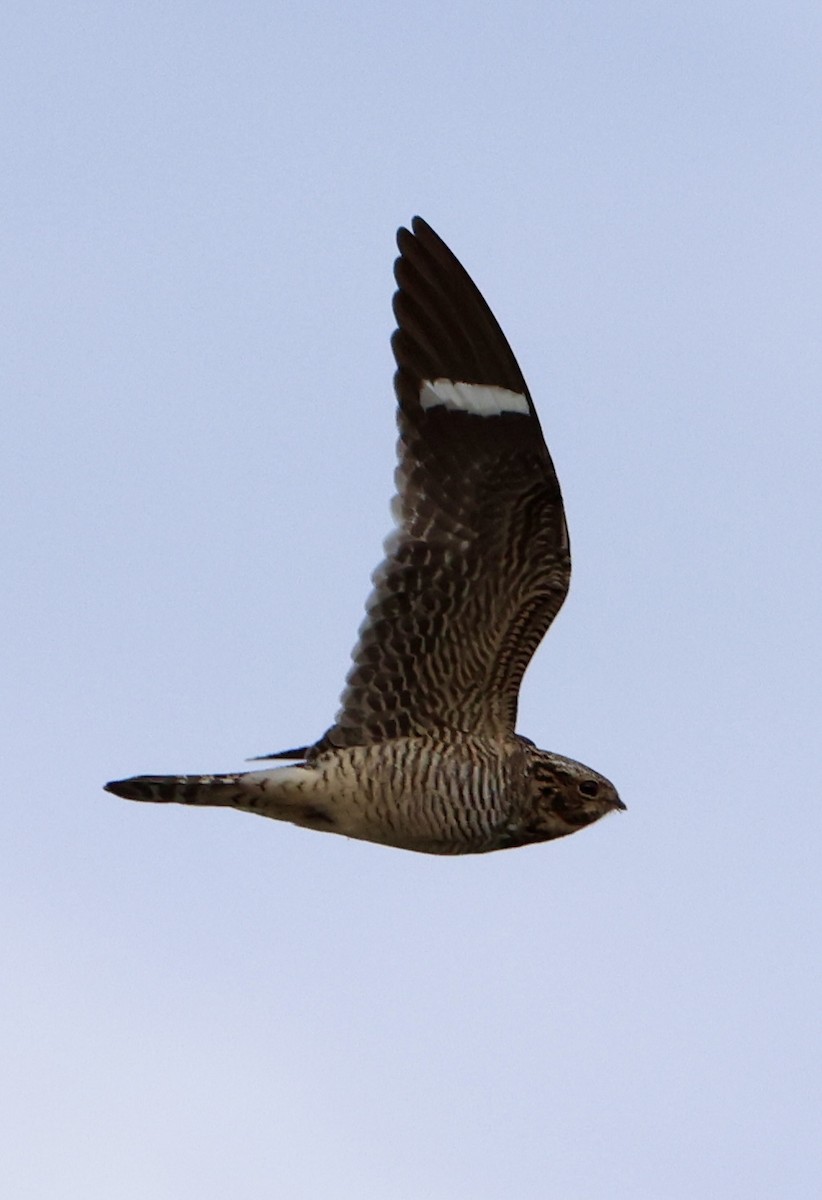 Common Nighthawk - ML635542535