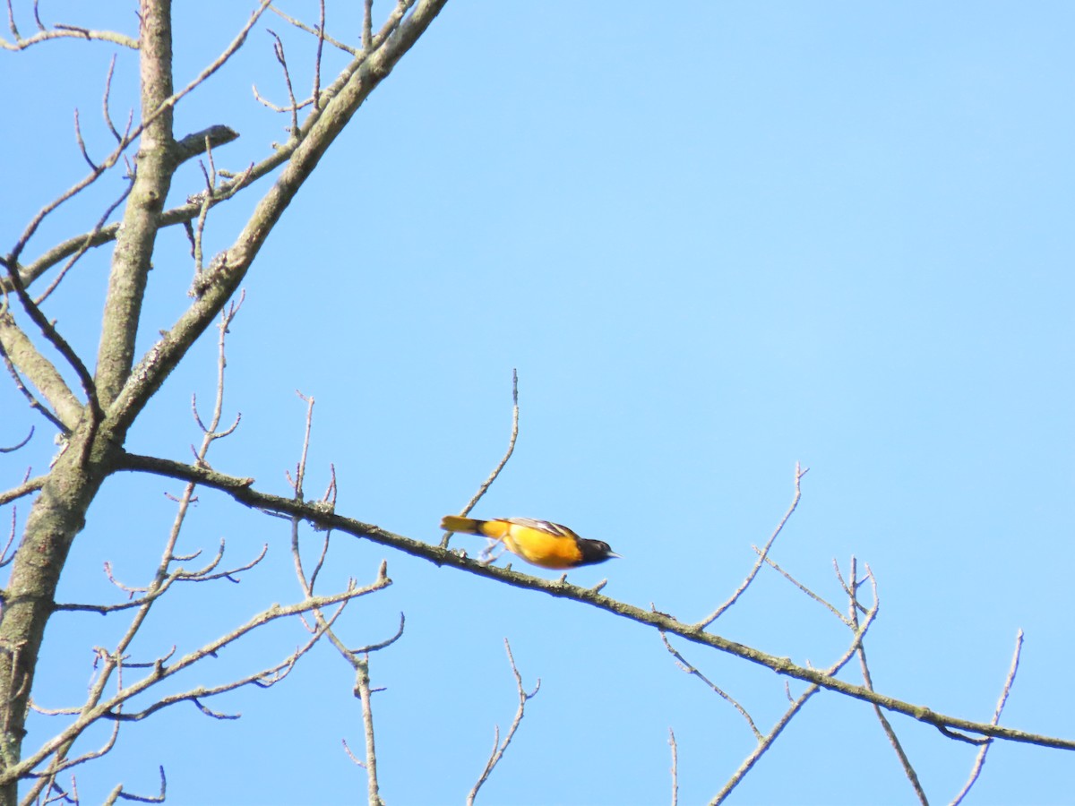 Baltimore Oriole - ML635542540