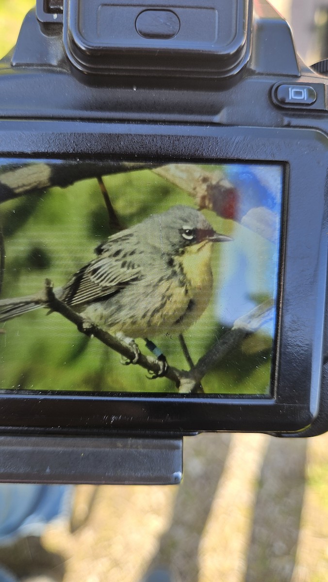 Kirtland's Warbler - ML635542572