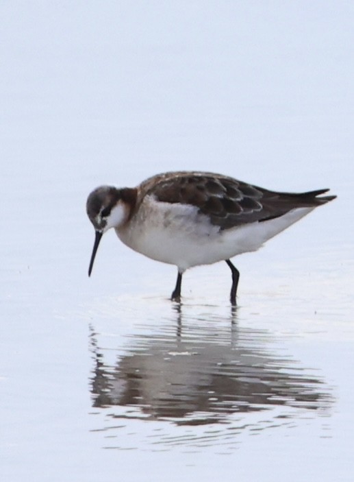 Wilson's Phalarope - ML635542579