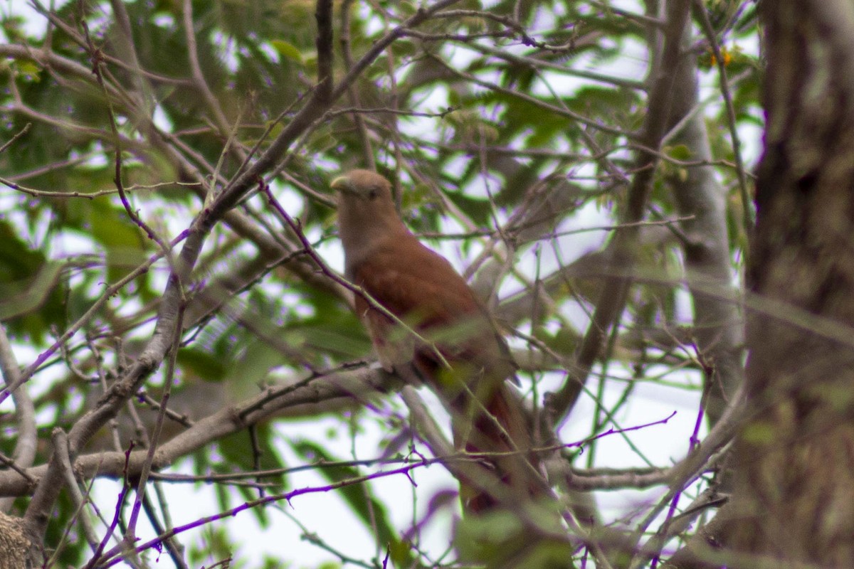 Cuco Ardilla Común - ML635542626