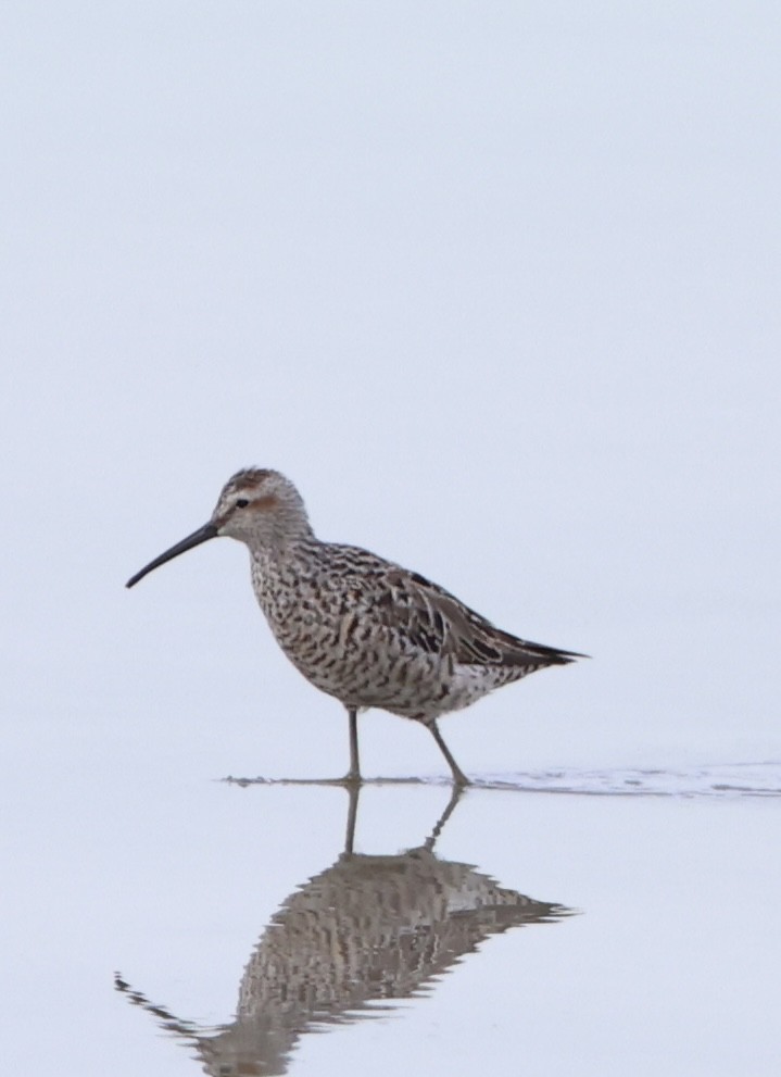 Stilt Sandpiper - ML635542672