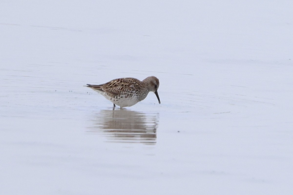 Western Sandpiper - ML635542704