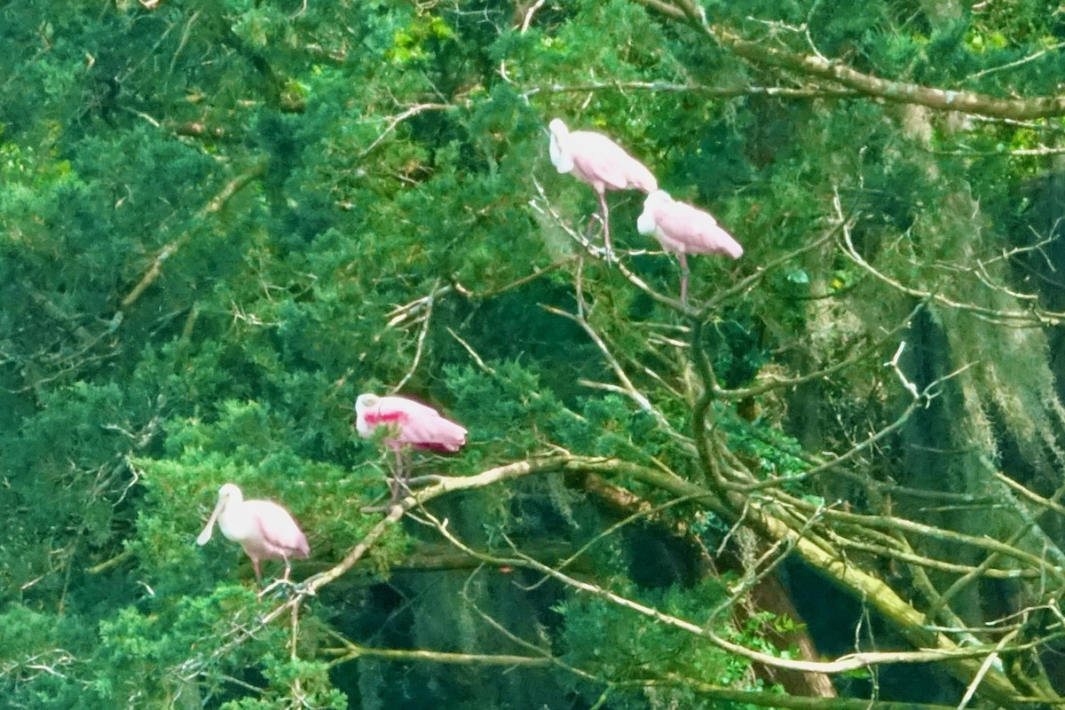 Roseate Spoonbill - ML635542830
