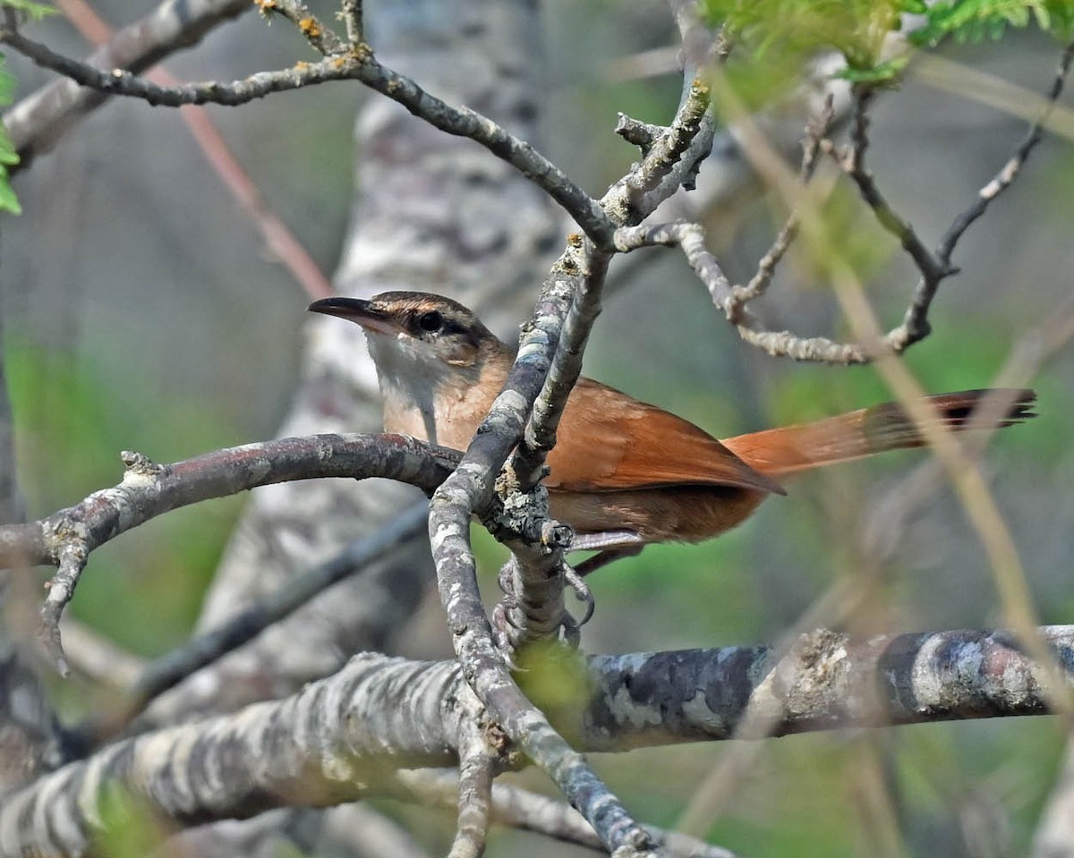 Bolivian Earthcreeper - ML635542885