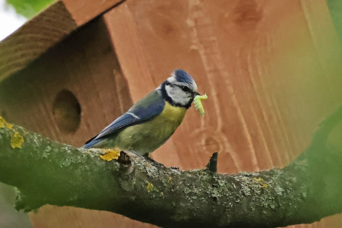 Eurasian Blue Tit - ML635542894