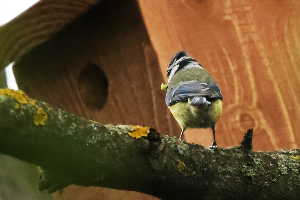 Eurasian Blue Tit - ML635542906
