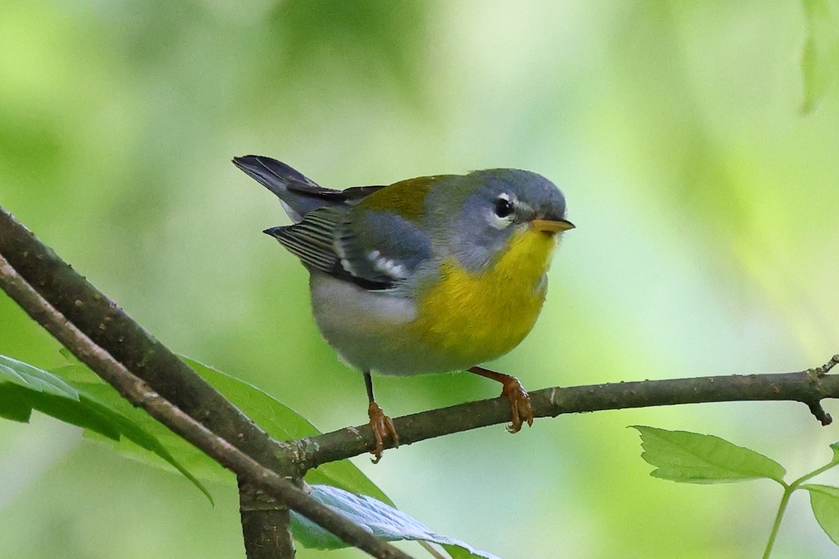 Northern Parula - ML635542956