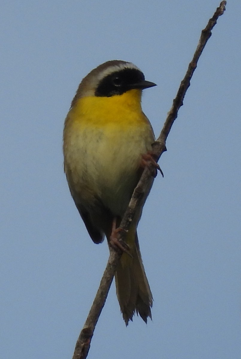 Common Yellowthroat - ML635542976
