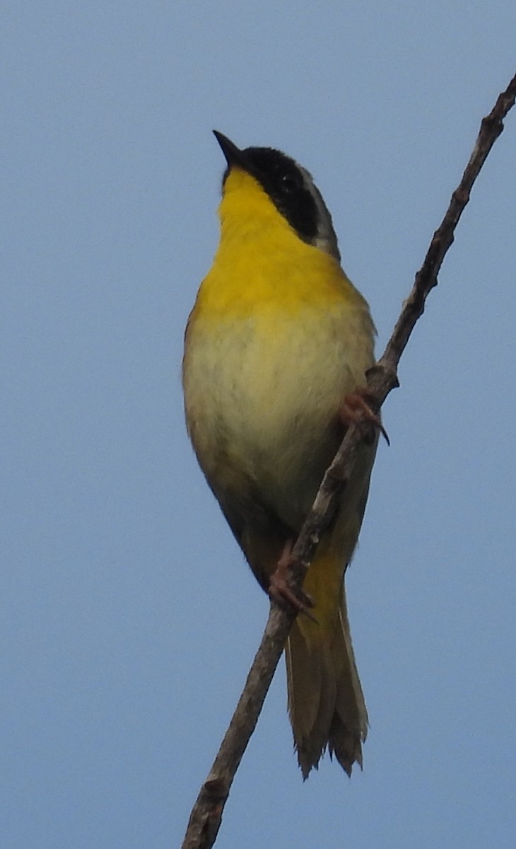 Common Yellowthroat - ML635542977